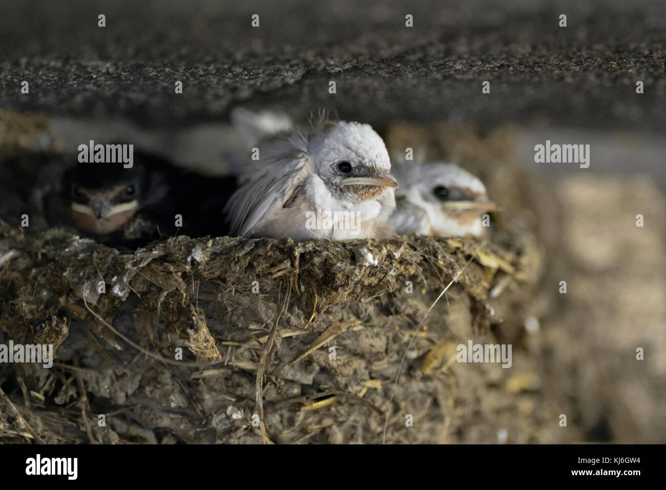 Fienile Swallows / Rauchschwalben ( Hirundo rustica ), pulcini nel nido, due di loro con una rara mutazione genica, piumaggio bianco, leucismo, leucismo, wildilfe Foto Stock