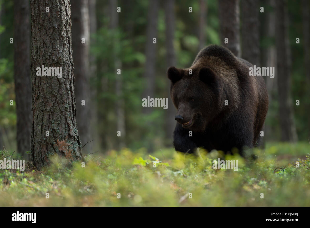 Orso bruno europeo ( Ursus arctos ), adulto forte e potente, che cammina attraverso la sottobosco di una foresta boreale, alla ricerca di cibo, Europa. Foto Stock