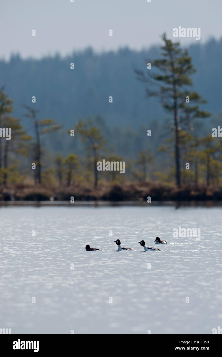 GoldenEye / Schellente ( Bucephala clangula ), tre maschi in allevamento vestire a caccia di una femmina, corteggiando su un lago, a distanza, Svezia, Scandinavia. Foto Stock