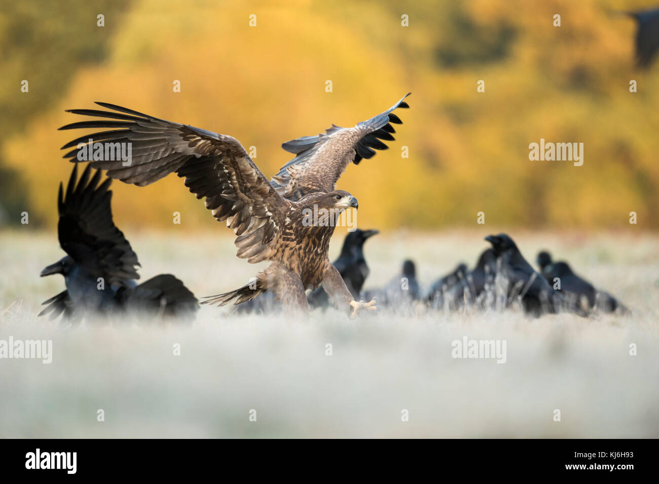Aquila dalla coda bianca / Aquila di mare ( Haliaeetus albicilla ) giovane adolescente sbarco accanto ad un gregge di Raven comune, sperando per il cibo, opportunista, Europa Foto Stock