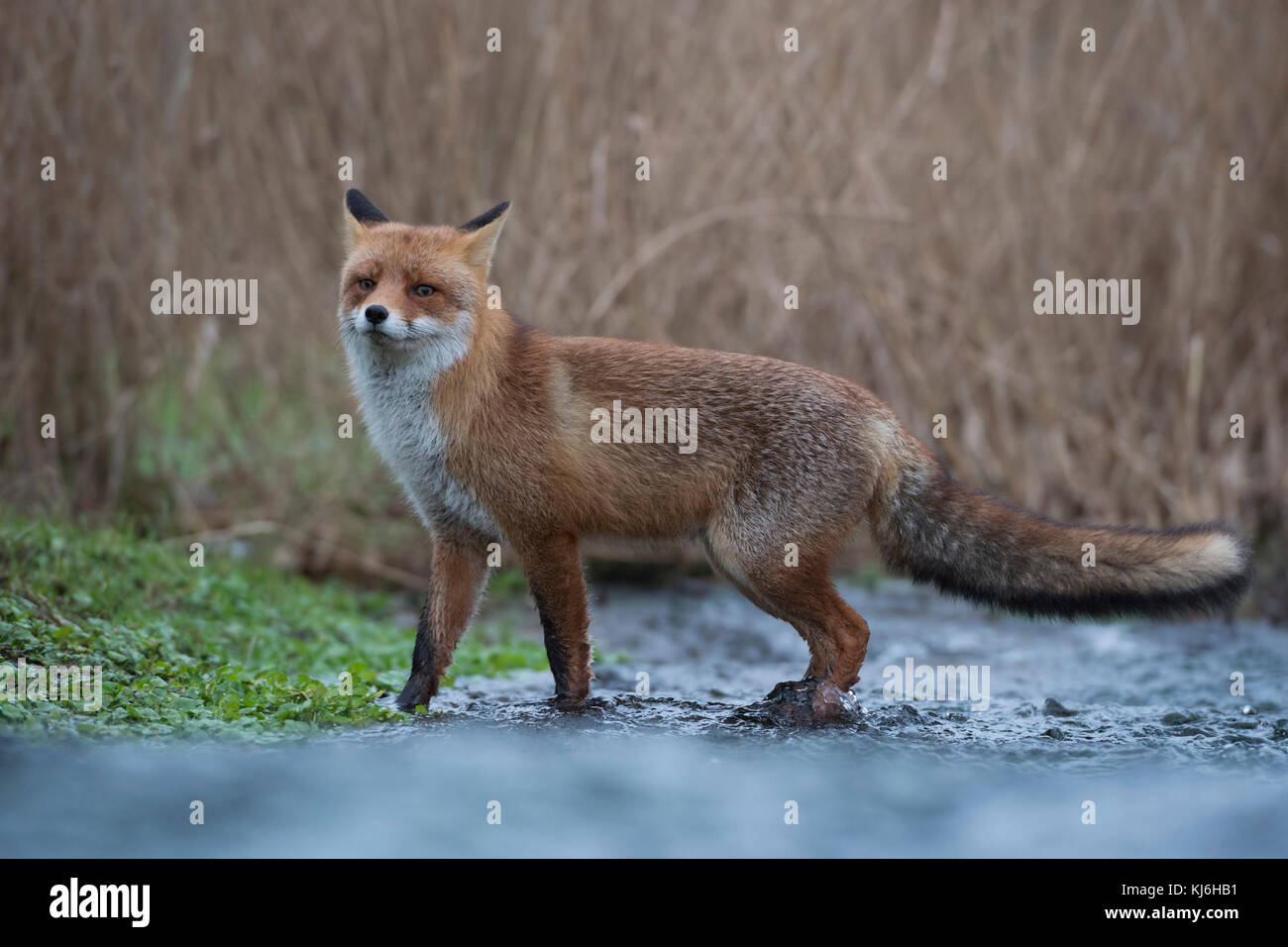 Red Fox / rotfuchs ( vulpes vulpes ) animale adulto, attraversando un ruscello, si erge ancora per un momento, guardando attentamente, fauna selvatica, l'Europa. Foto Stock