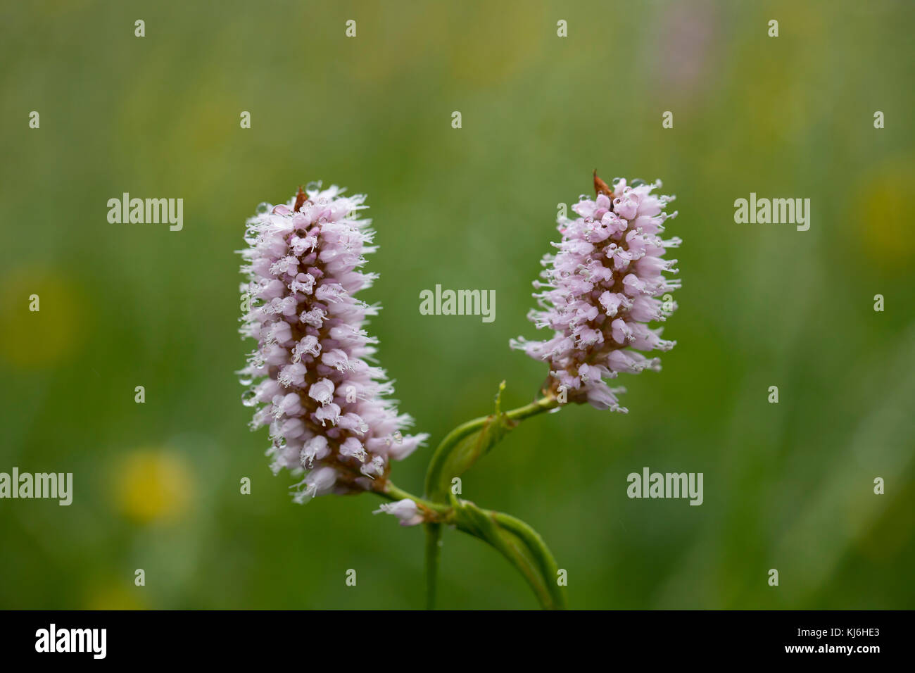 Bistort; Persicaria bistorta Flower Yorkshire Dales; UK Foto Stock