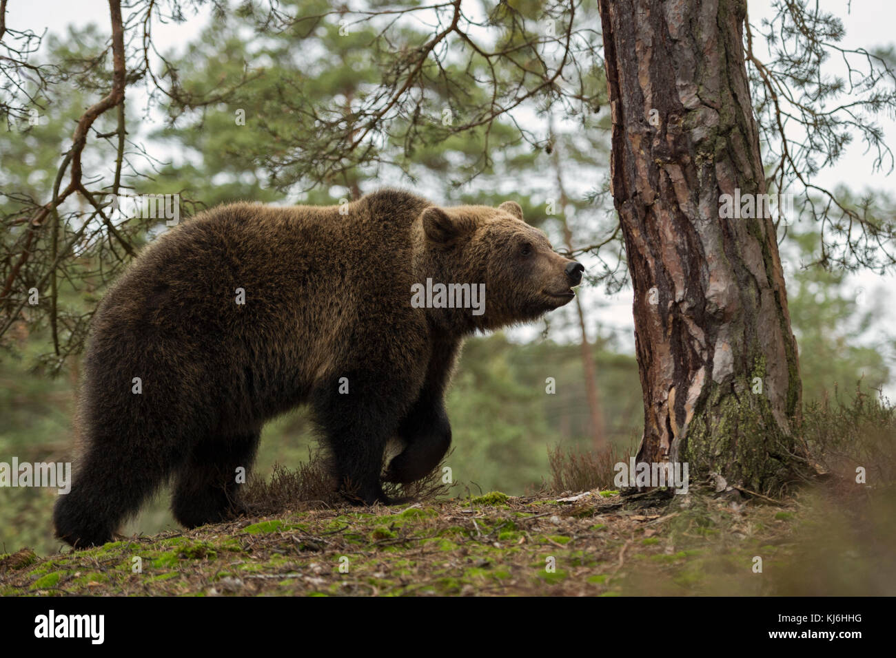 Orso bruno Eurasian / Braunbaer ( Ursus arctos ), giovane cucciolo adolescente, a piedi su una piccola collina, nel suo ambiente naturale, sembra carino, Europa. Foto Stock