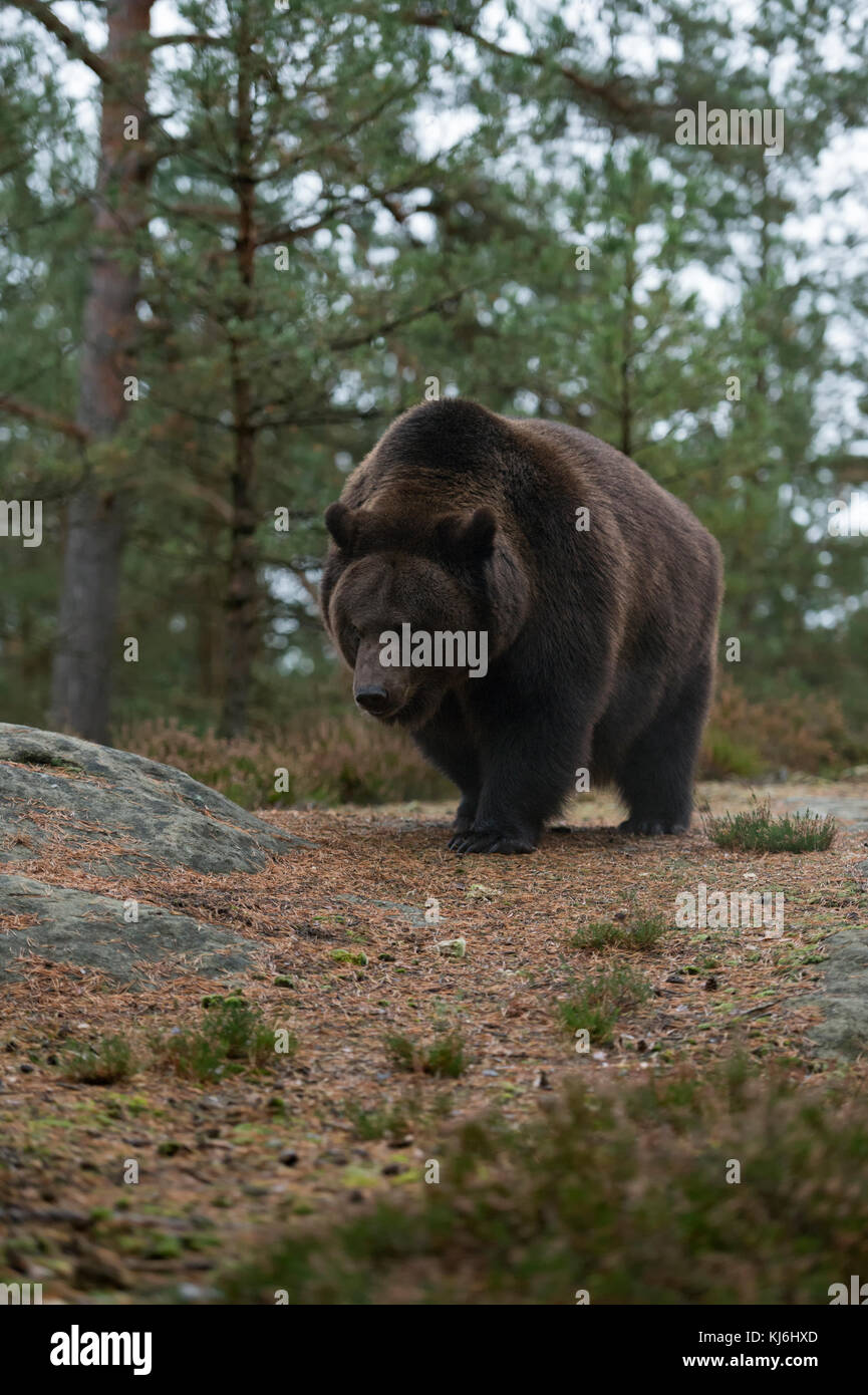 Orso bruno / Braunbaer ( Ursus arctos ) che cammina su una radura in una foresta, sembra arrabbiato, Europa. Foto Stock