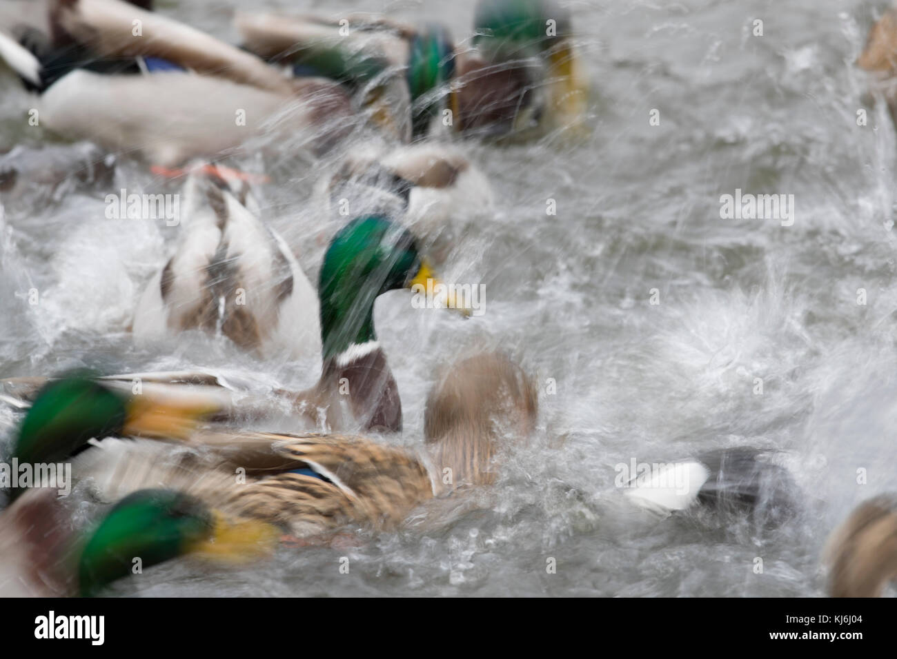 Mallard Duck; Anas platyrhynchos diversi; Frenesia Cornwall, Regno Unito Foto Stock