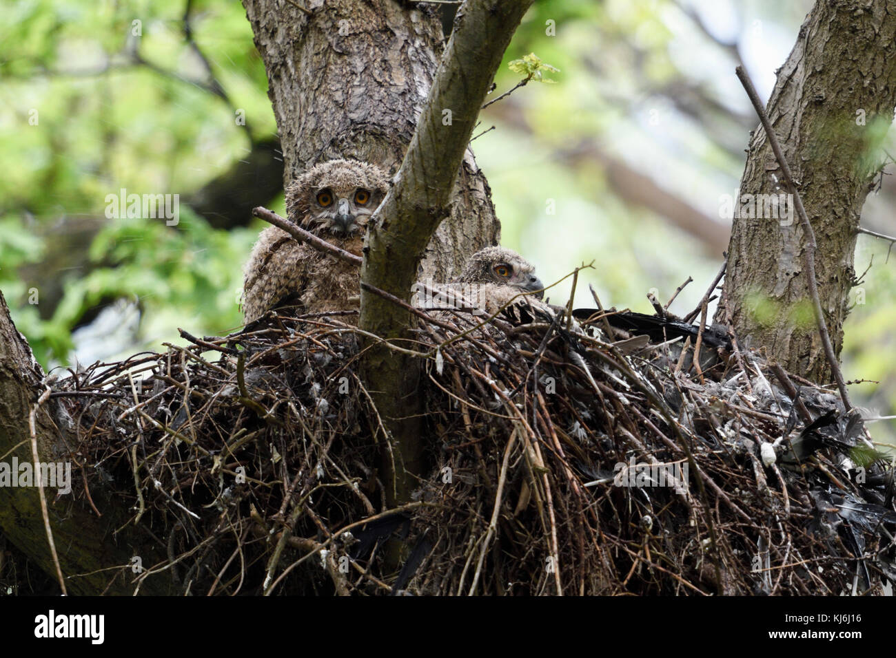 Gufo Eurasian Eagle ( Bubo bubo ) prole, due piccoli pulcini, gualetti, arroccati nel loro nido elevato in alto su in un albero, fauna selvatica, Europa. Foto Stock