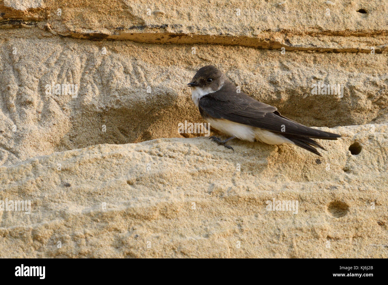 Sand Martin / Bank Swallow / Uferschwalbe ( Riparia riparia), adulto, arroccato su una scogliera di una riva di un fiume di sabbia, fauna selvatica Europa. Foto Stock
