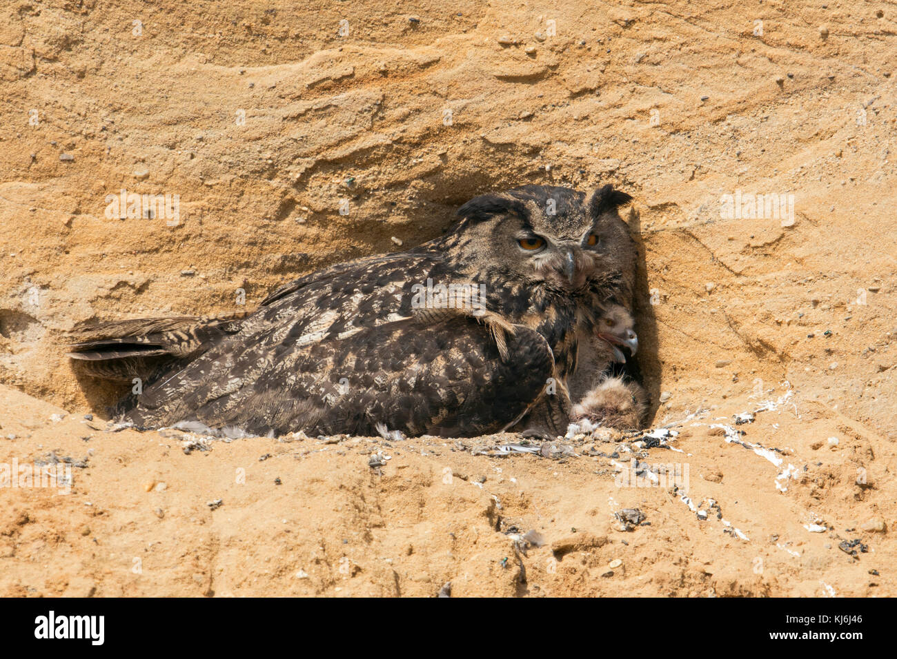 Gufo dell'aquila eurasiatica / Europaeischer Uhu ( Bubo bubo ), adulto al suo luogo di allevamento in una buca di sabbia, raccogliendo pulcini appena schiusa, fauna selvatica, Europa. Foto Stock