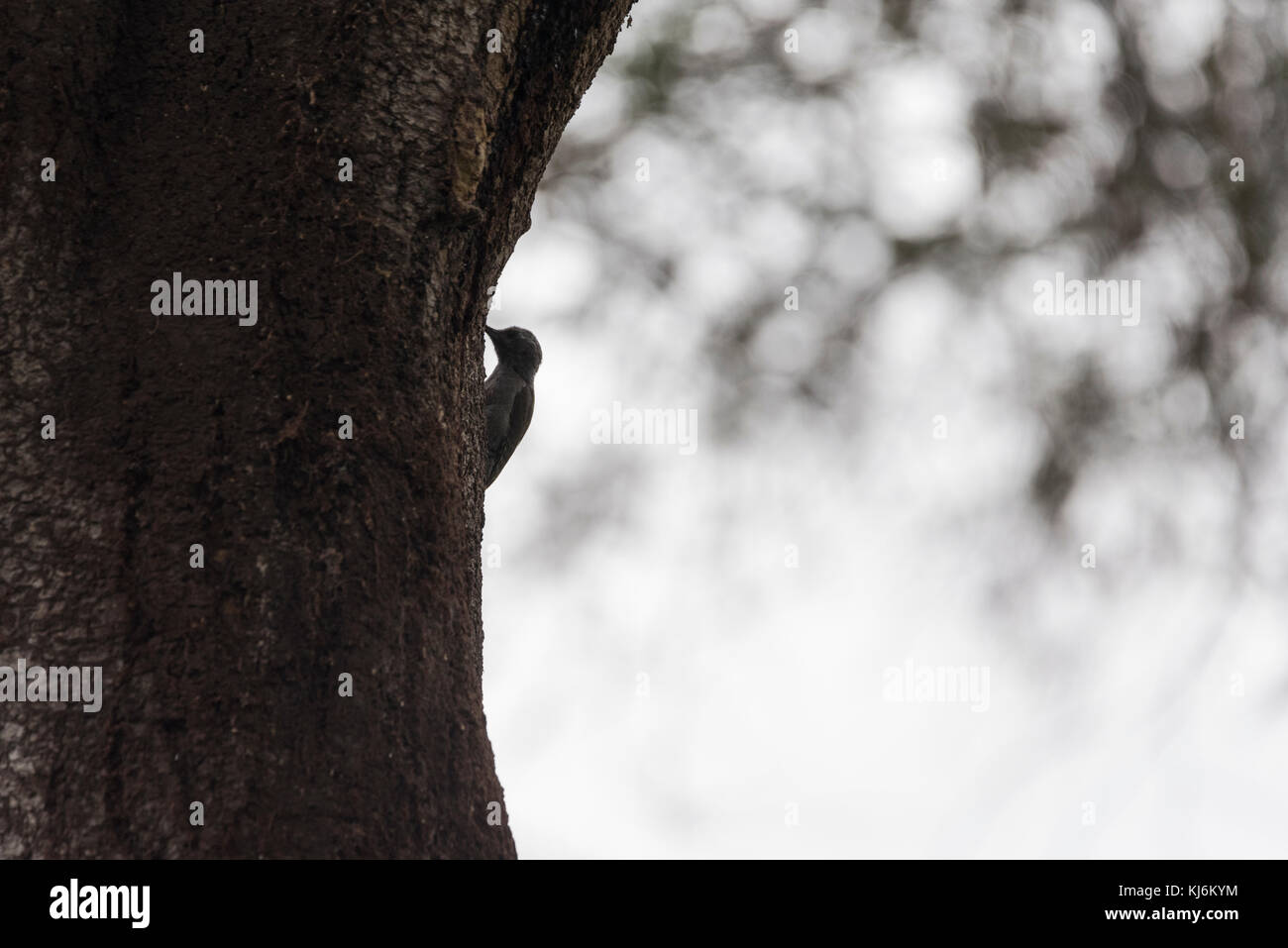 Picchio grigio (Mesopicos goertae) appollaiato su un tronco di albero Foto Stock