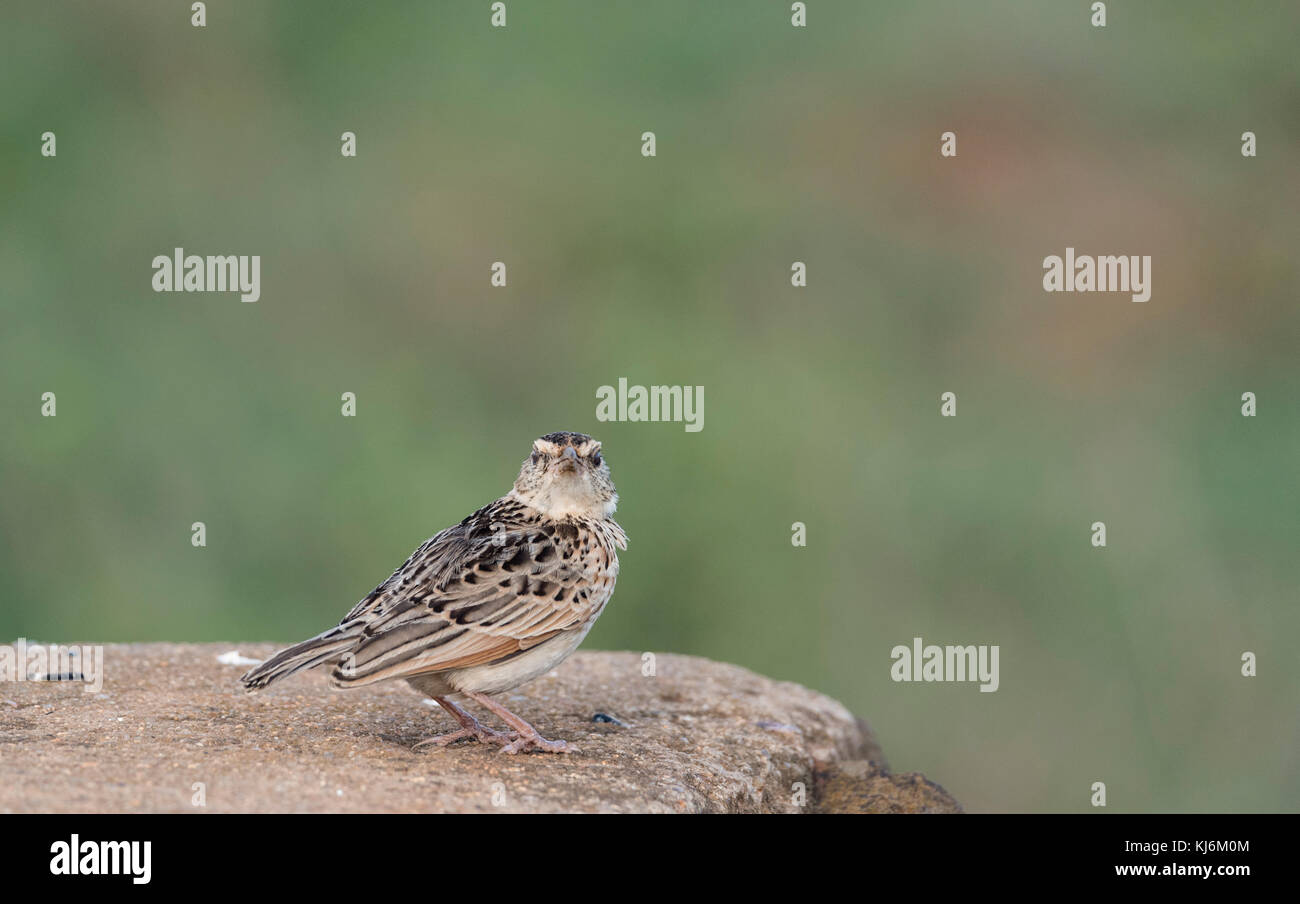 Rufius-naped Lark (Mirafra africana) arroccato su una parete Foto Stock