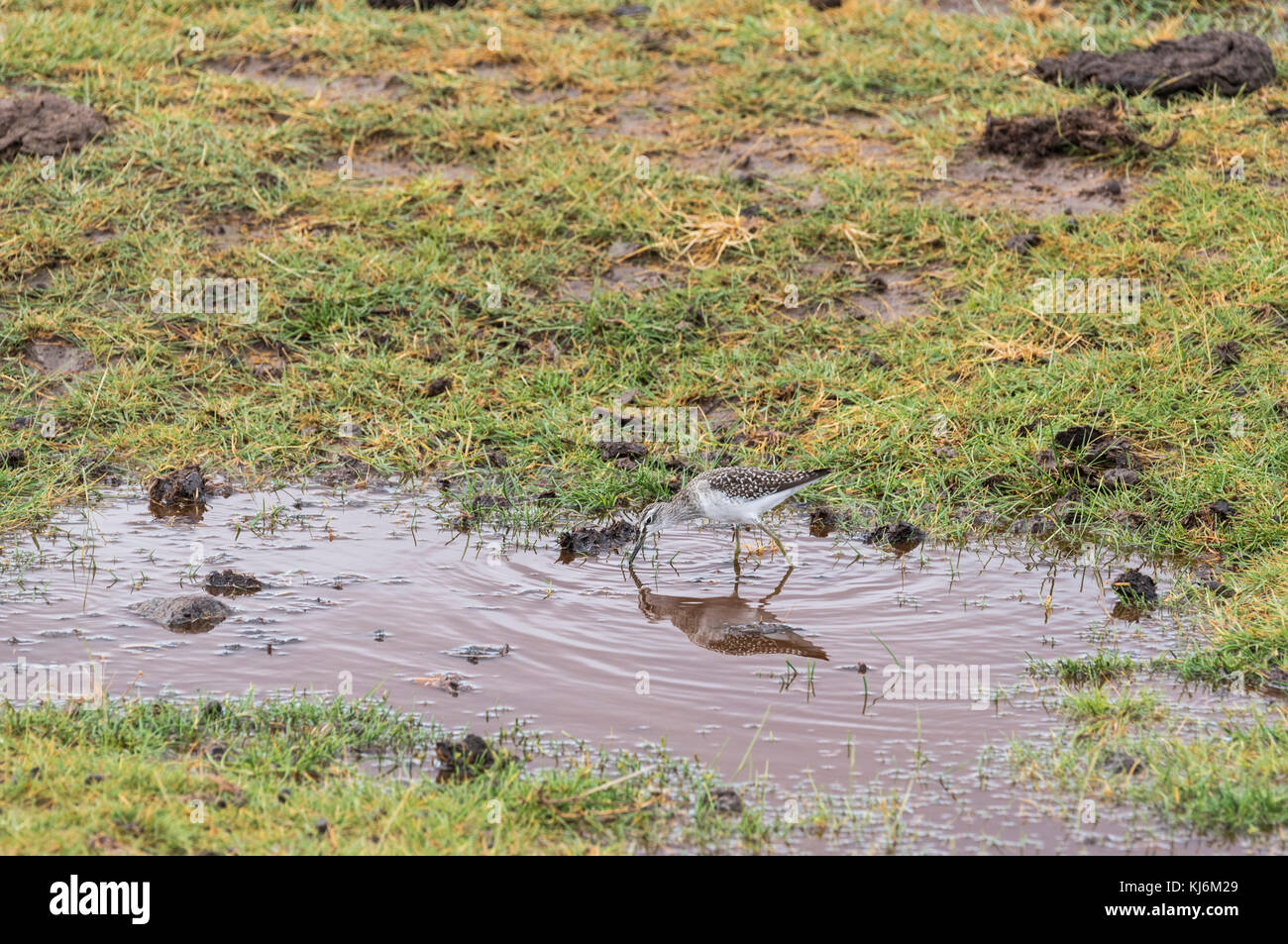 Sandpiper di legno (Tringa glareola) in Kenya Foto Stock