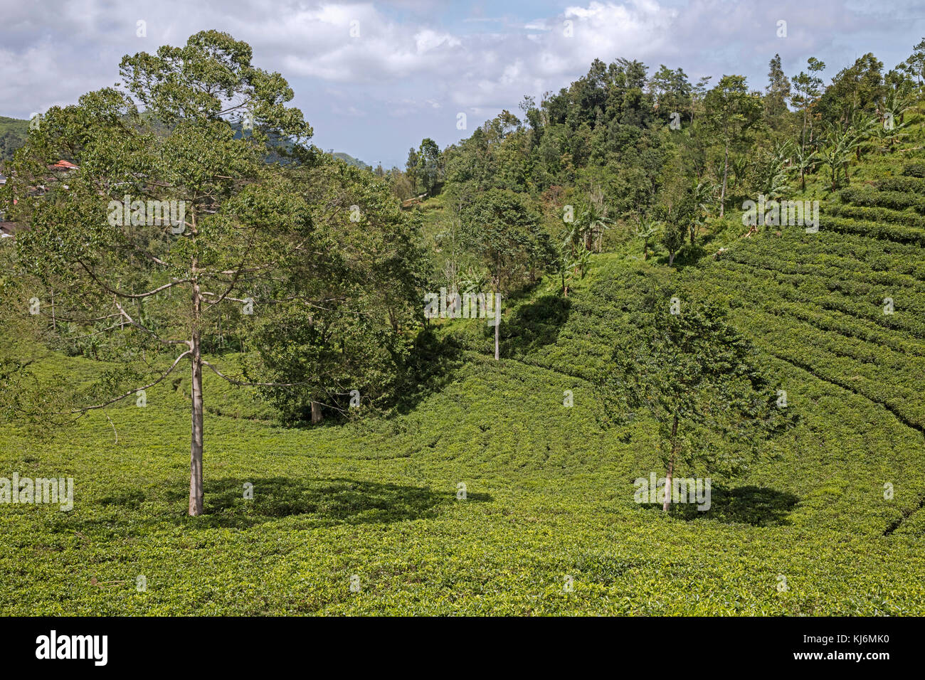 A schiera le piantagioni di tè sulle pendici del monte lawu / gunung lawu vicino solo / Surakarta, Giava centrale, Indonesia Foto Stock