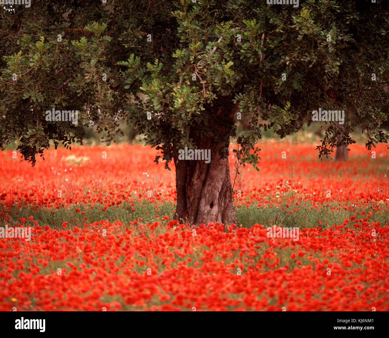 Albero di olivo in un campo di papaveri. Foto Stock