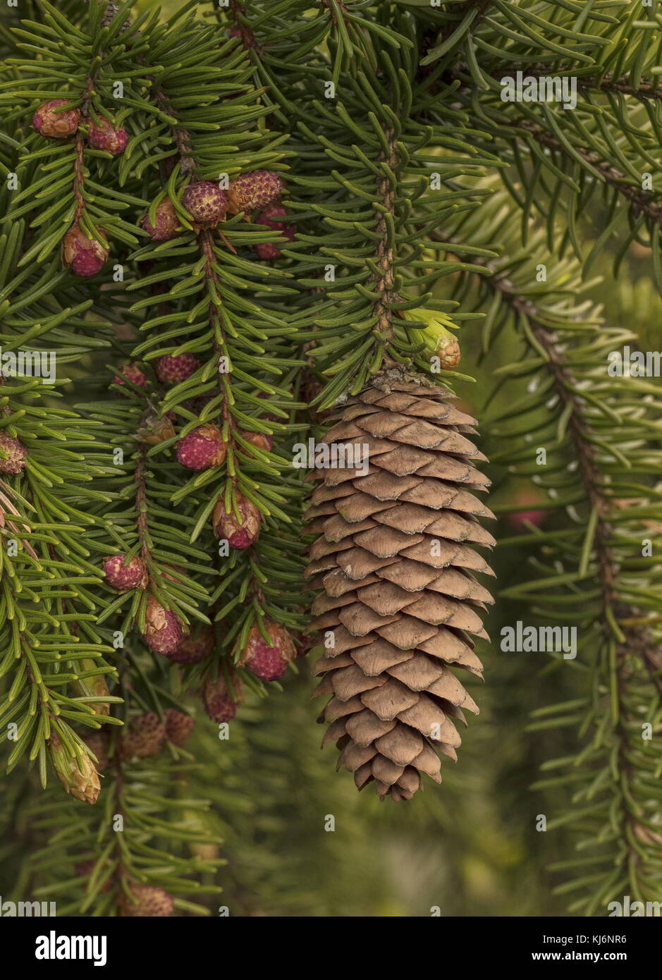 Coni maschili e femminili dell'abete norvegese, Picea abies, con fogliame. Foto Stock