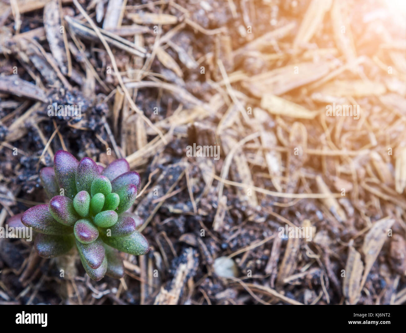 Piante succulente. sedum rubrotinctum. Foto Stock