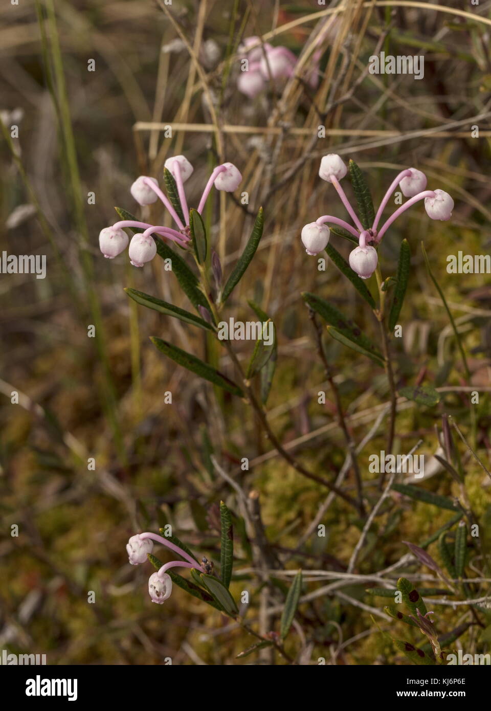 Palude rosmarino, Andromeda polifolia in fiore sulla superficie della palude; Tuhu, Estonia. Foto Stock