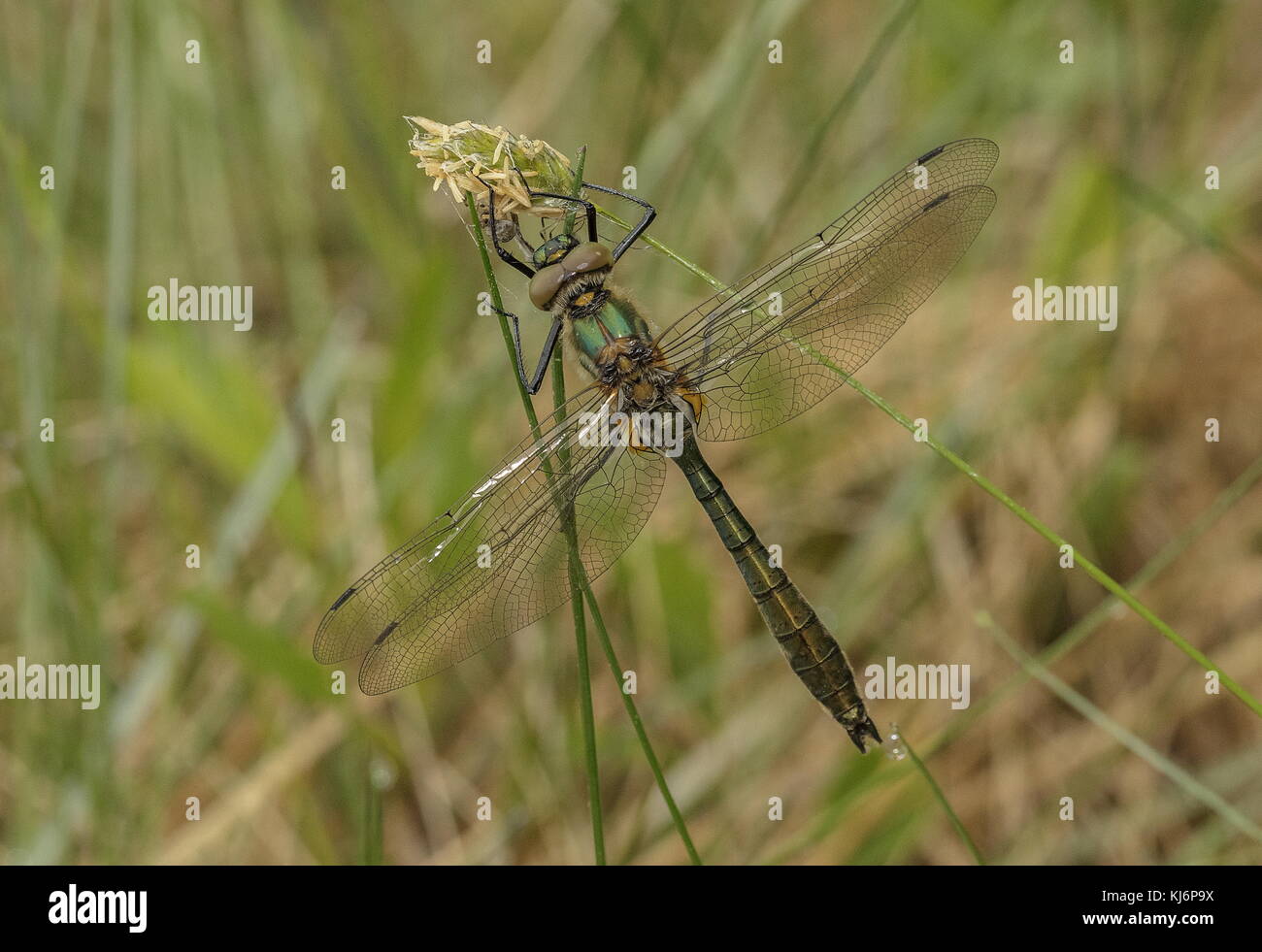 Downy Emerald maschio, Cordulia aenea, si è stabilizzato con il fresco tempo piovoso. Foto Stock