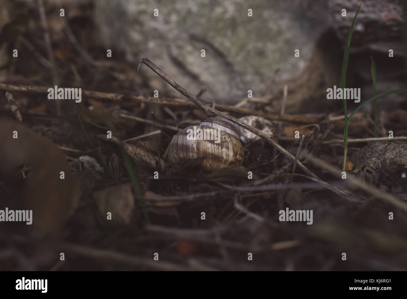 Solo alcune lumache che ho trovato nel quartiere Foto Stock