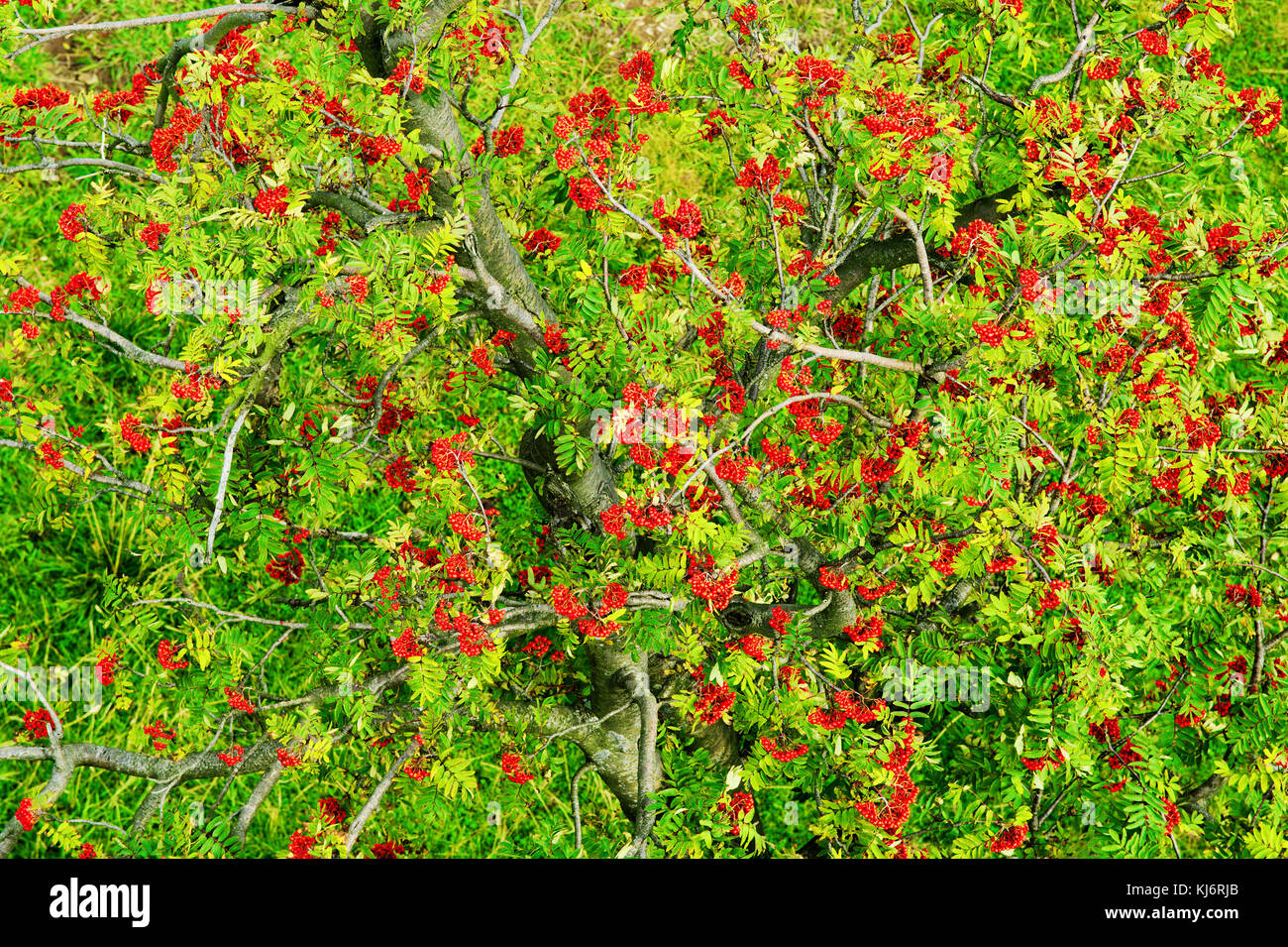 Sorbus aucuparia, rowan o mountain-frassino baldacchino rosso con frutti maturi. rowan tree antenna corona vista dall'alto. schema naturale o di sfondo. Foto Stock