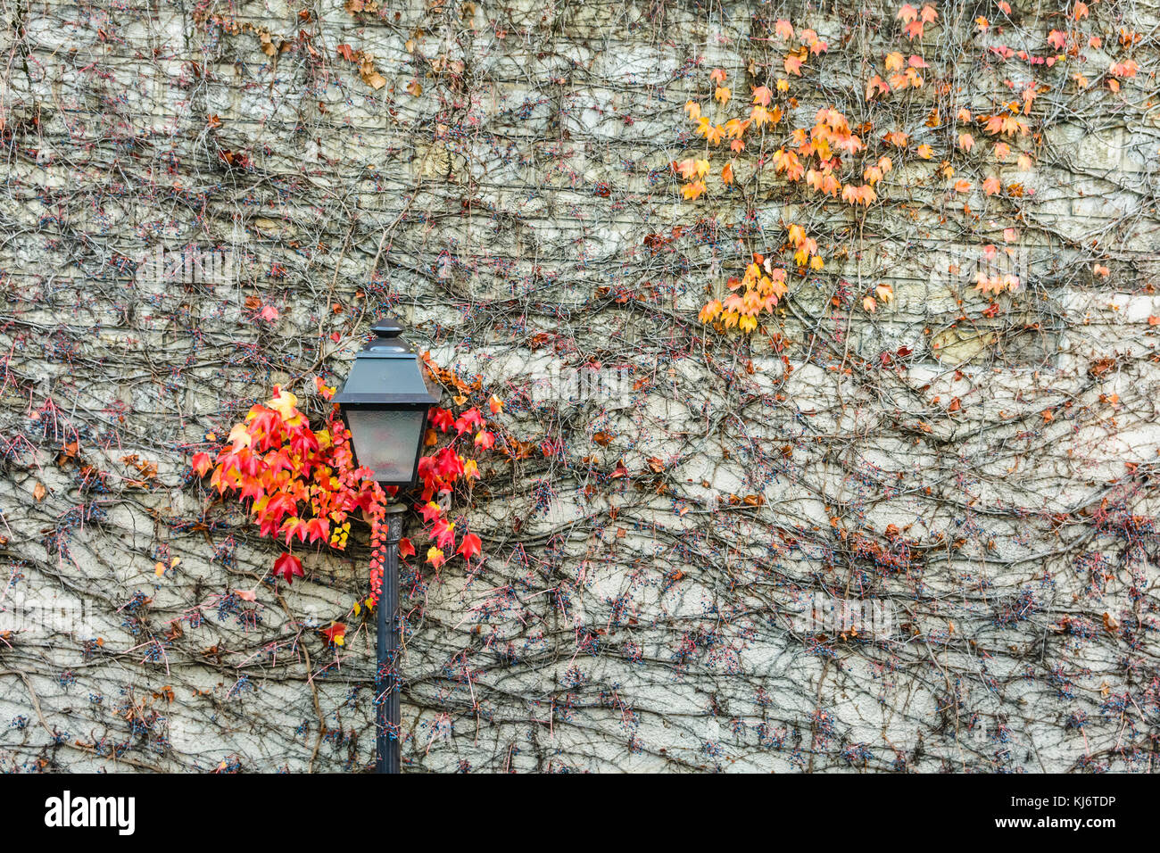 Un stile vintage street light circondato da foglie rosse della vite contro una parete in autunno. Foto Stock