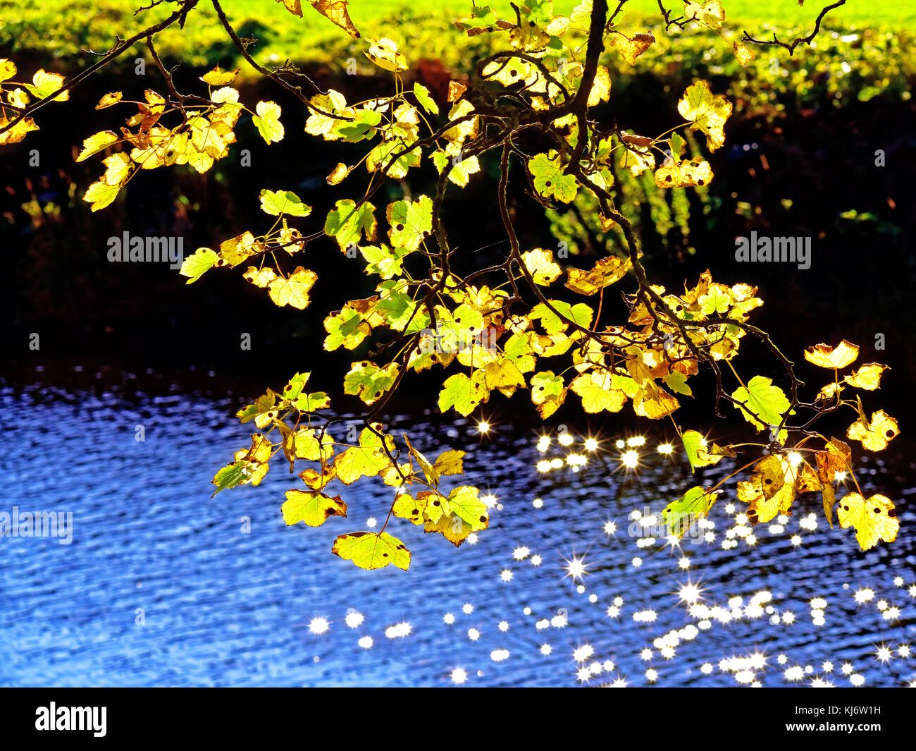 Le foglie e i rami sovrastanti in luce solare applesa dal fiume indossano Durham Foto Stock