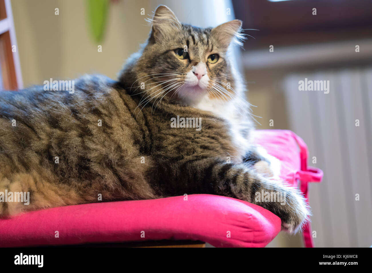 Carino attraversato-razza dai capelli lunghi cat seduta sul cuscino rosa con molto interessati look. Foto Stock