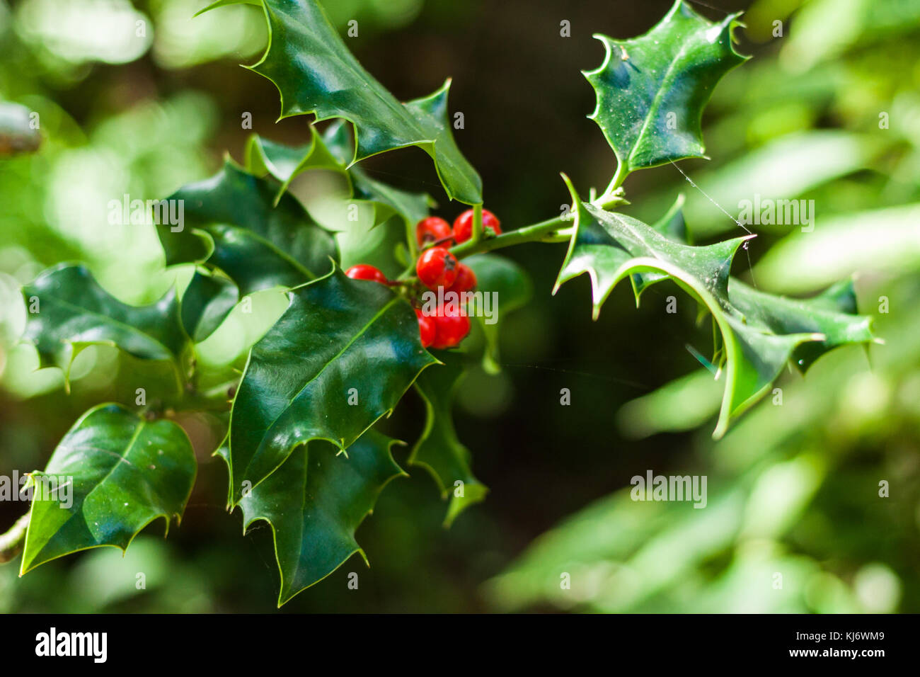 Close-up di Ilex aquifolium o unione holly foglie e frutta Foto Stock