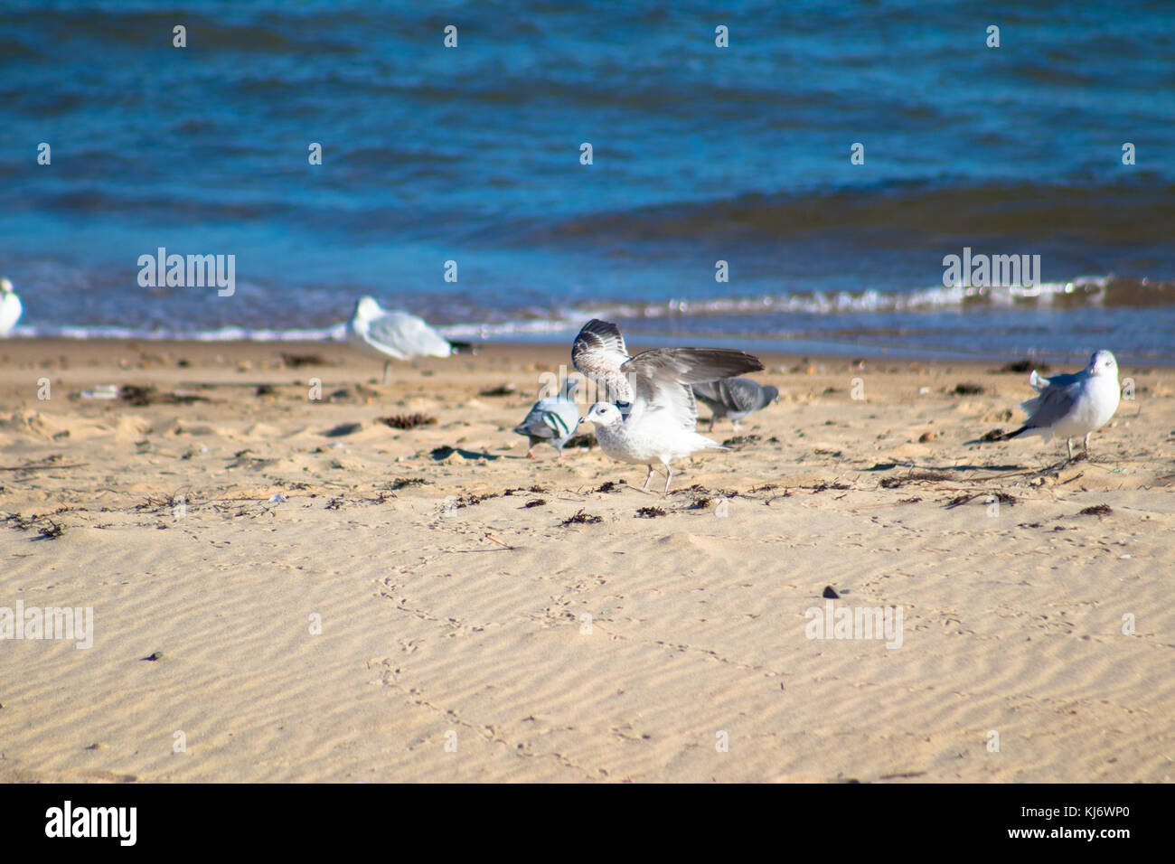 Uccello impeccabile Foto Stock