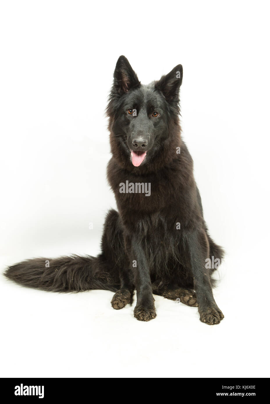 Cane Pastore tedesco nero su sfondo bianco Foto Stock