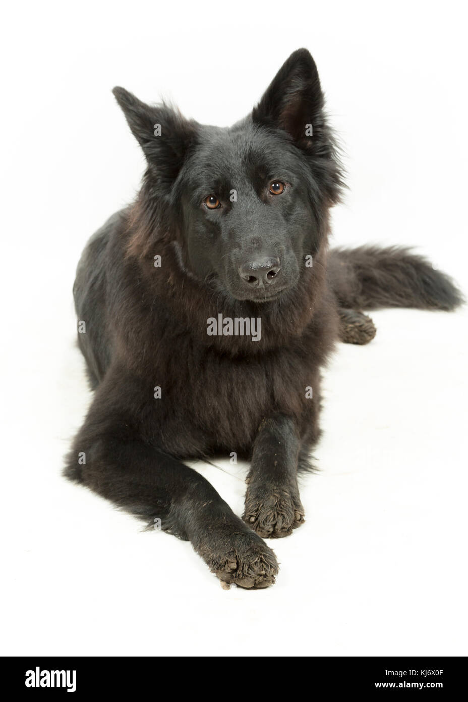 Cane Pastore tedesco nero su sfondo bianco Foto Stock