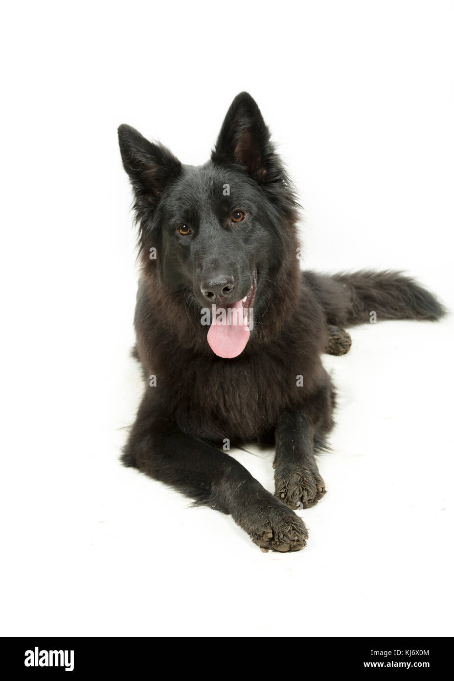 Cane Pastore tedesco nero su sfondo bianco Foto Stock