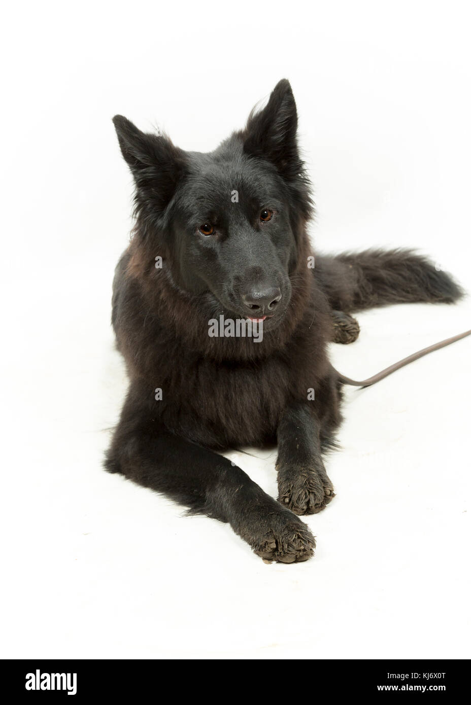 Cane Pastore tedesco nero su sfondo bianco Foto Stock