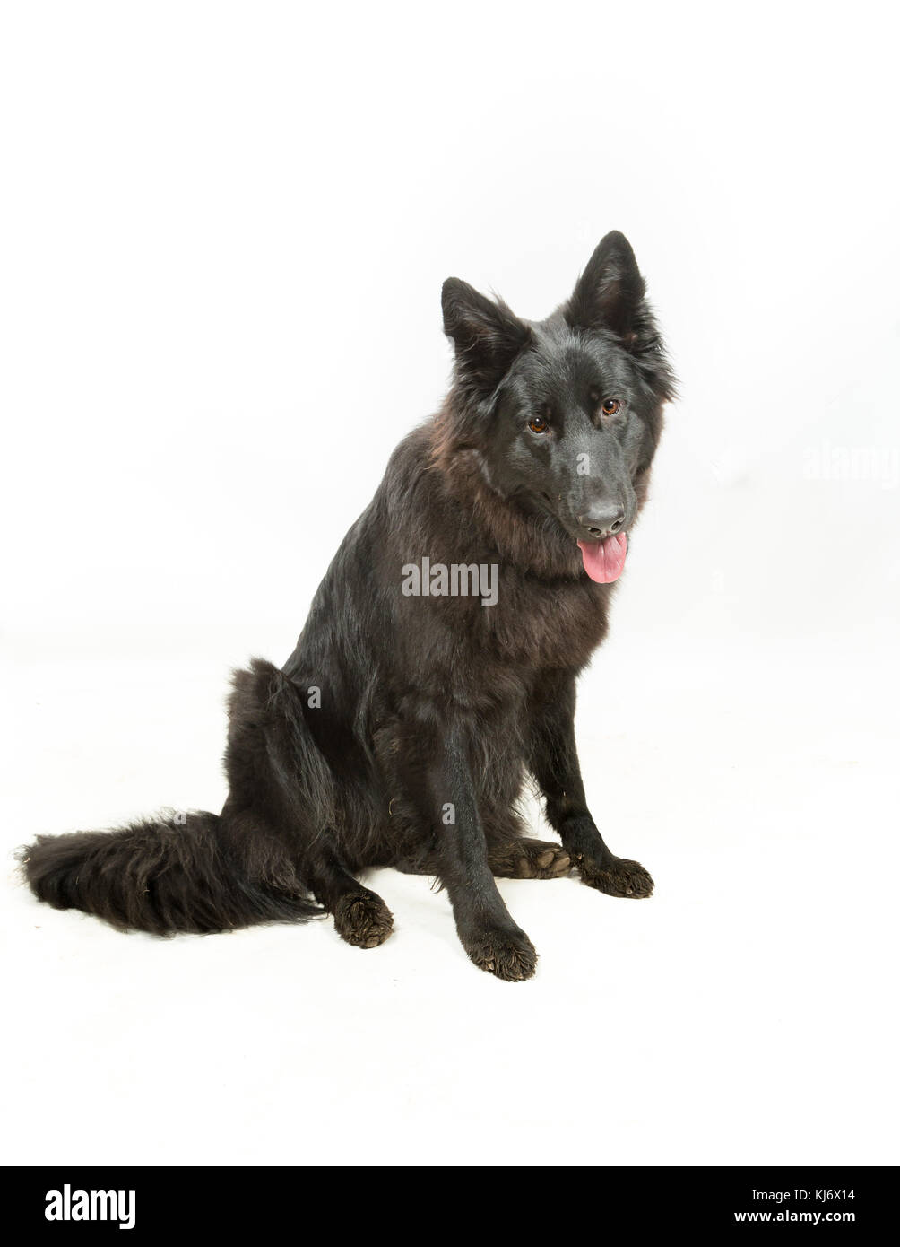 Cane Pastore tedesco nero su sfondo bianco Foto Stock