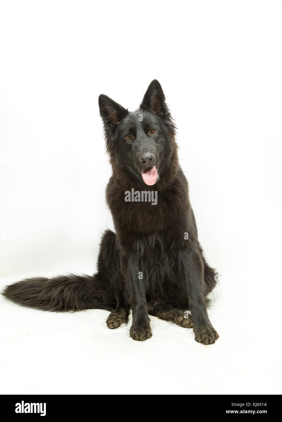 Cane Pastore tedesco nero su sfondo bianco Foto Stock