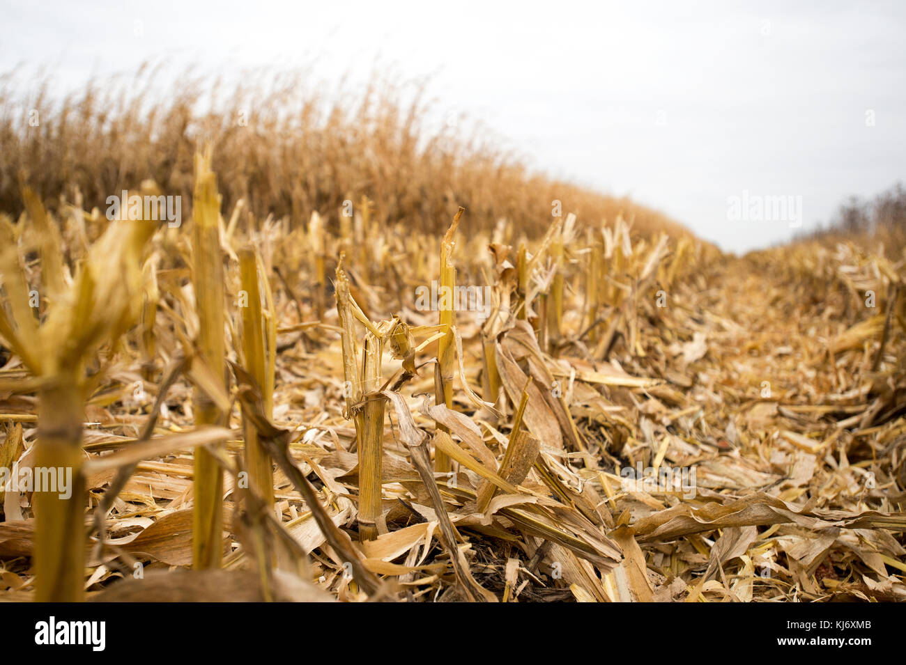 CLOSE UP stoppia mais ROW, fioritura Prairie, Minnesota. Foto Stock