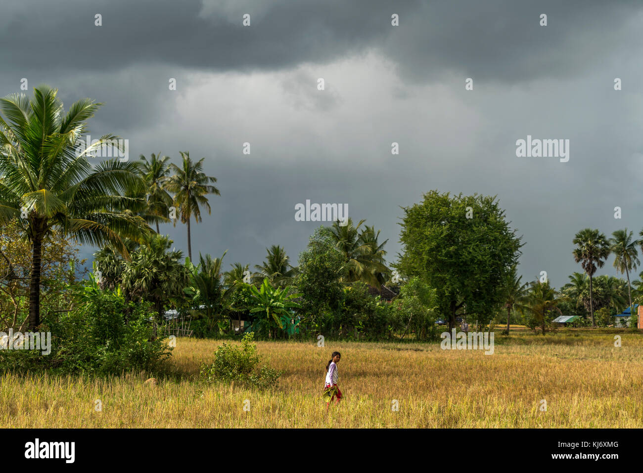 Frauen bei der reisernte auf dem feld bei kampot, kambodscha, asien | le donne la mietitura del riso nei campi, Kampot, Cambogia, asia Foto Stock