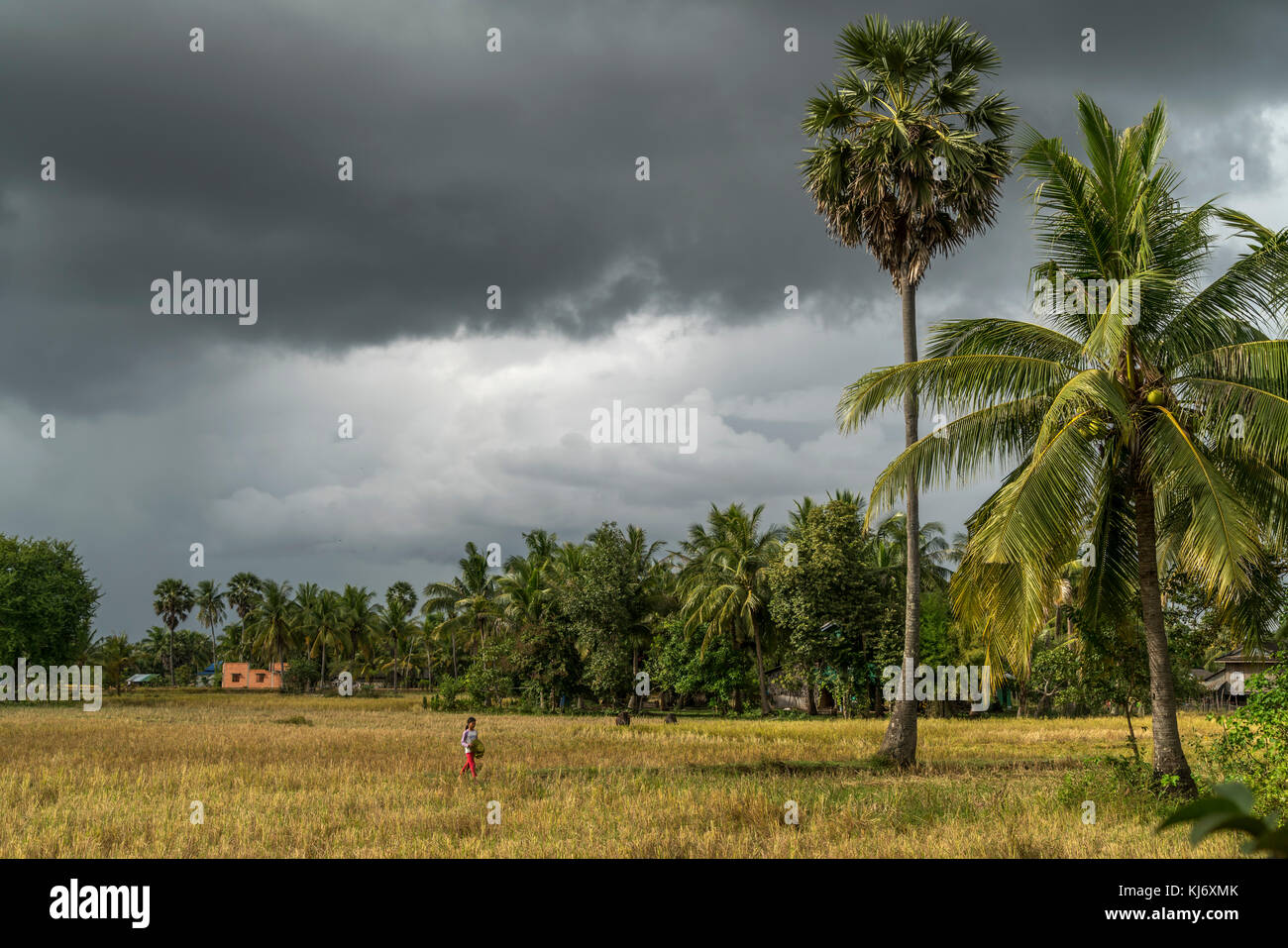 Reisfeld bei kampot, kambodscha, asien | campi di riso, Kampot, Cambogia, asia Foto Stock