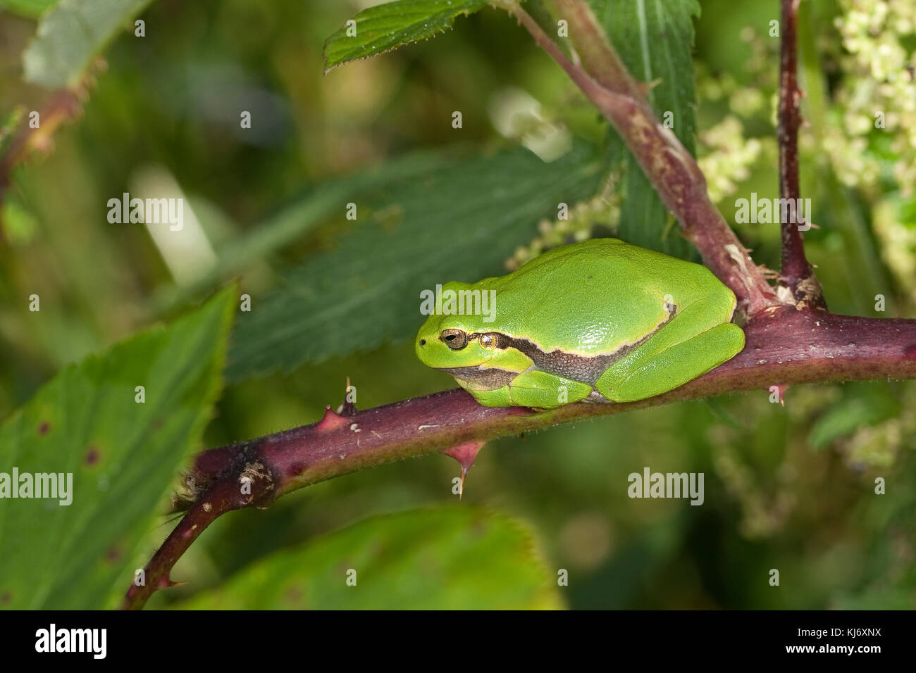 Europäischer Laubfrosch sonnt sich auf einer Brombeerranke, Laub-Frosch, Frosch, Hyla arborea, rana europea, rana comune, tr Centro europeo Foto Stock