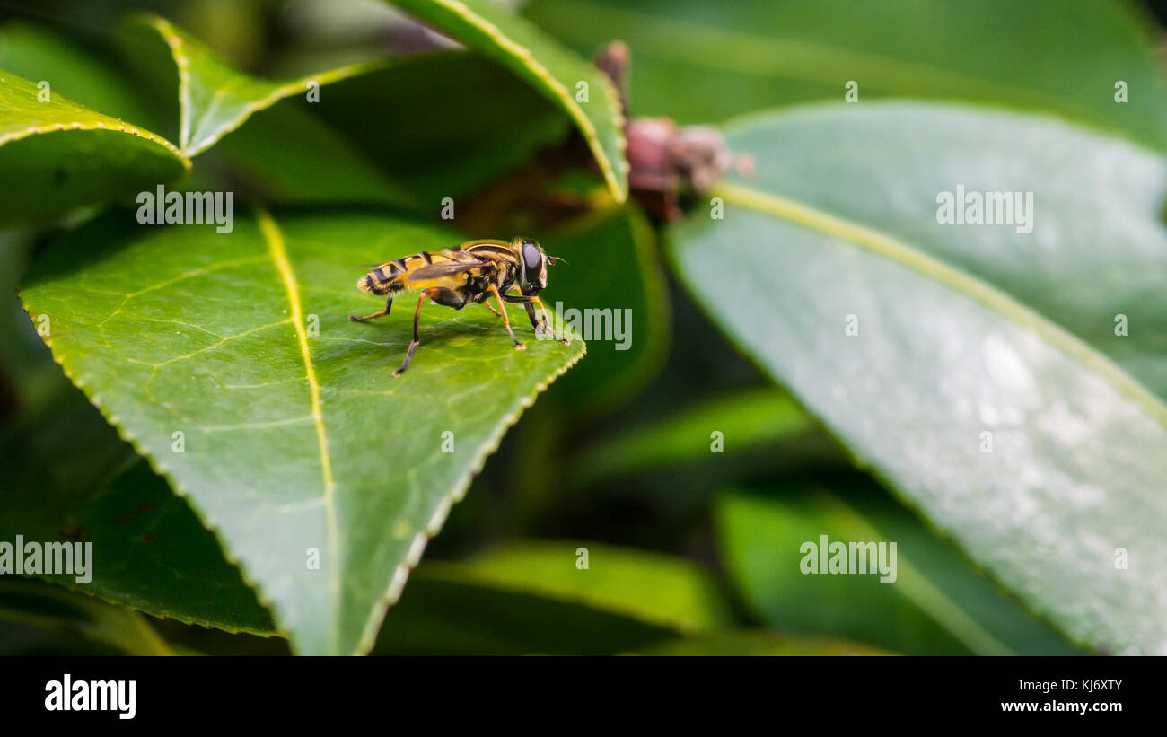 Una macro shot di hoverfly poggiante sulla foglia di un camellia bush. Foto Stock