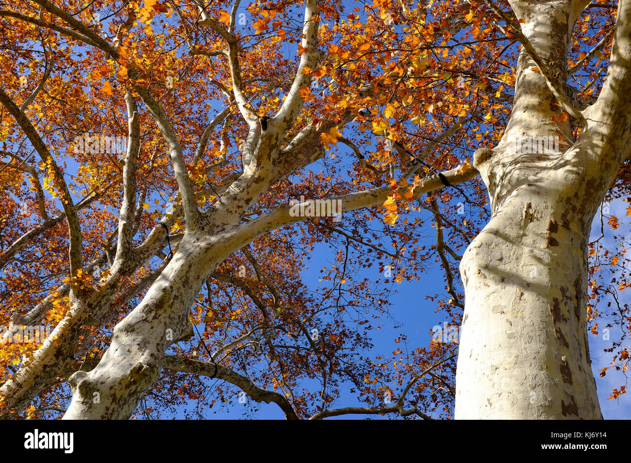 Platani con colorate Foglie di autunno, Firenze, Italia Foto Stock