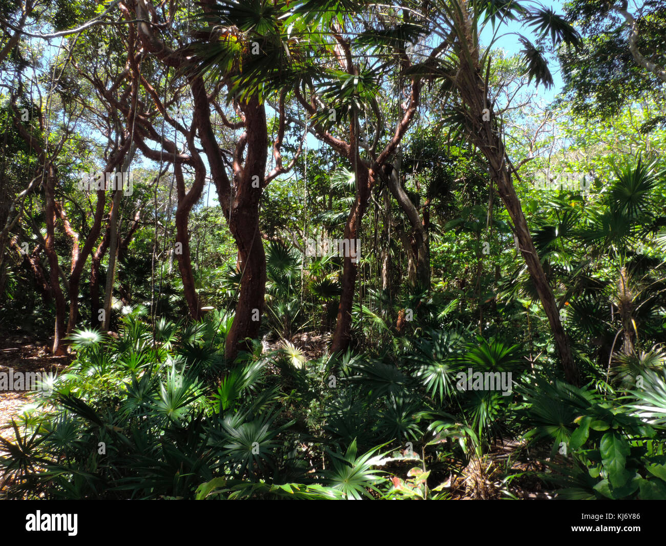 Vista del sottobosco della foresta pluviale, guatemala Foto Stock