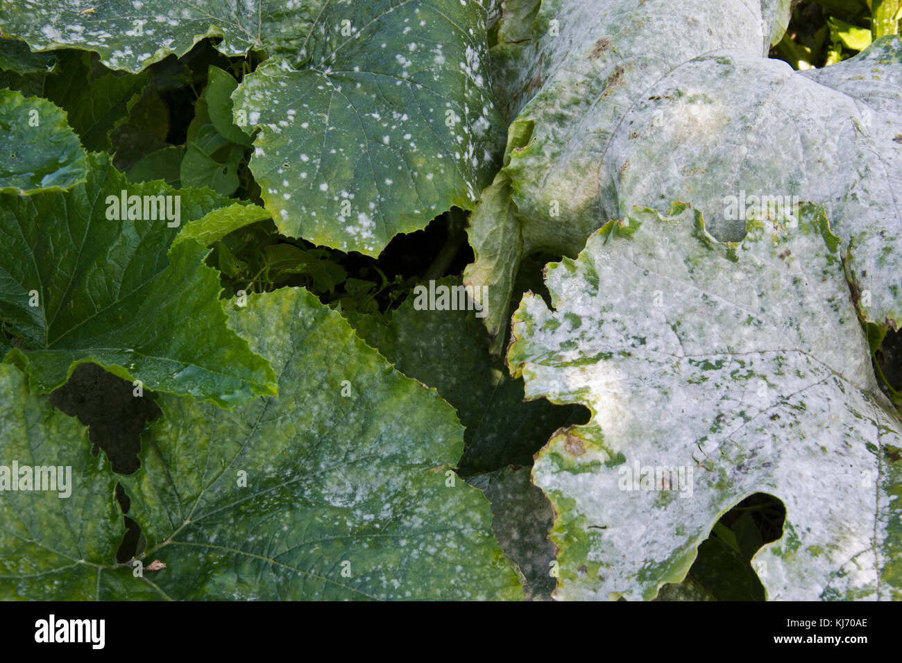 Peronospora sulle foglie di una pianta di zucchine Foto Stock