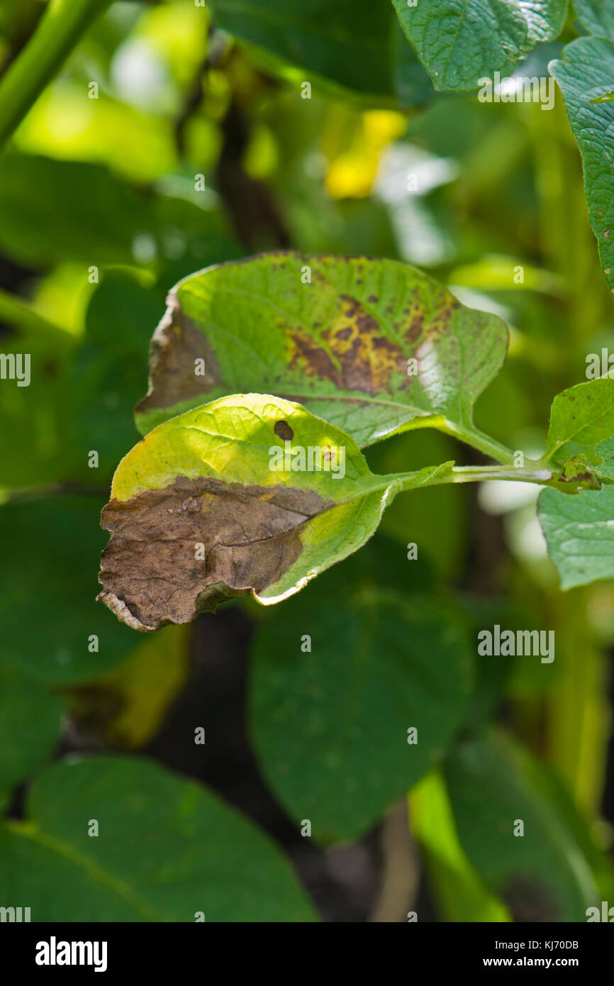 Avvizzimento di patata che mostra in pianta di patata lascia Foto Stock