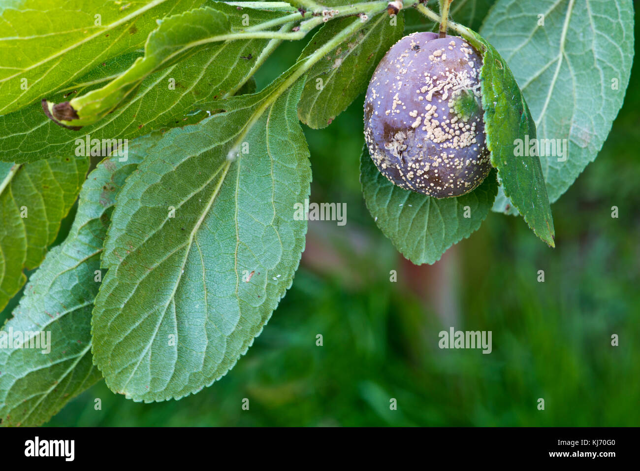 Marciume bruno malattia fungina (Monilinia fructicola) su un singolo prugna. Foto Stock