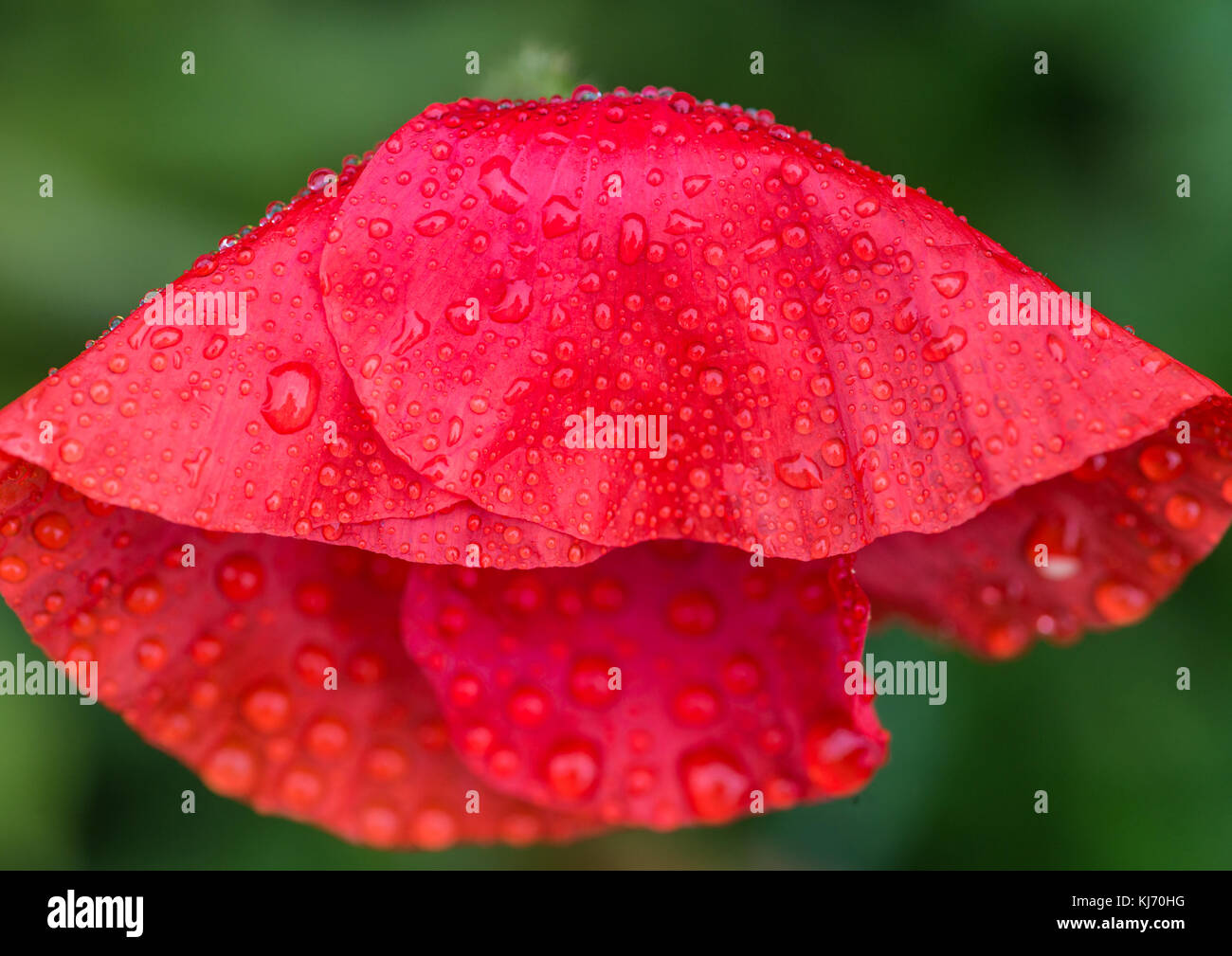 Una macro shot di wet i petali di un papavero rosso. Foto Stock