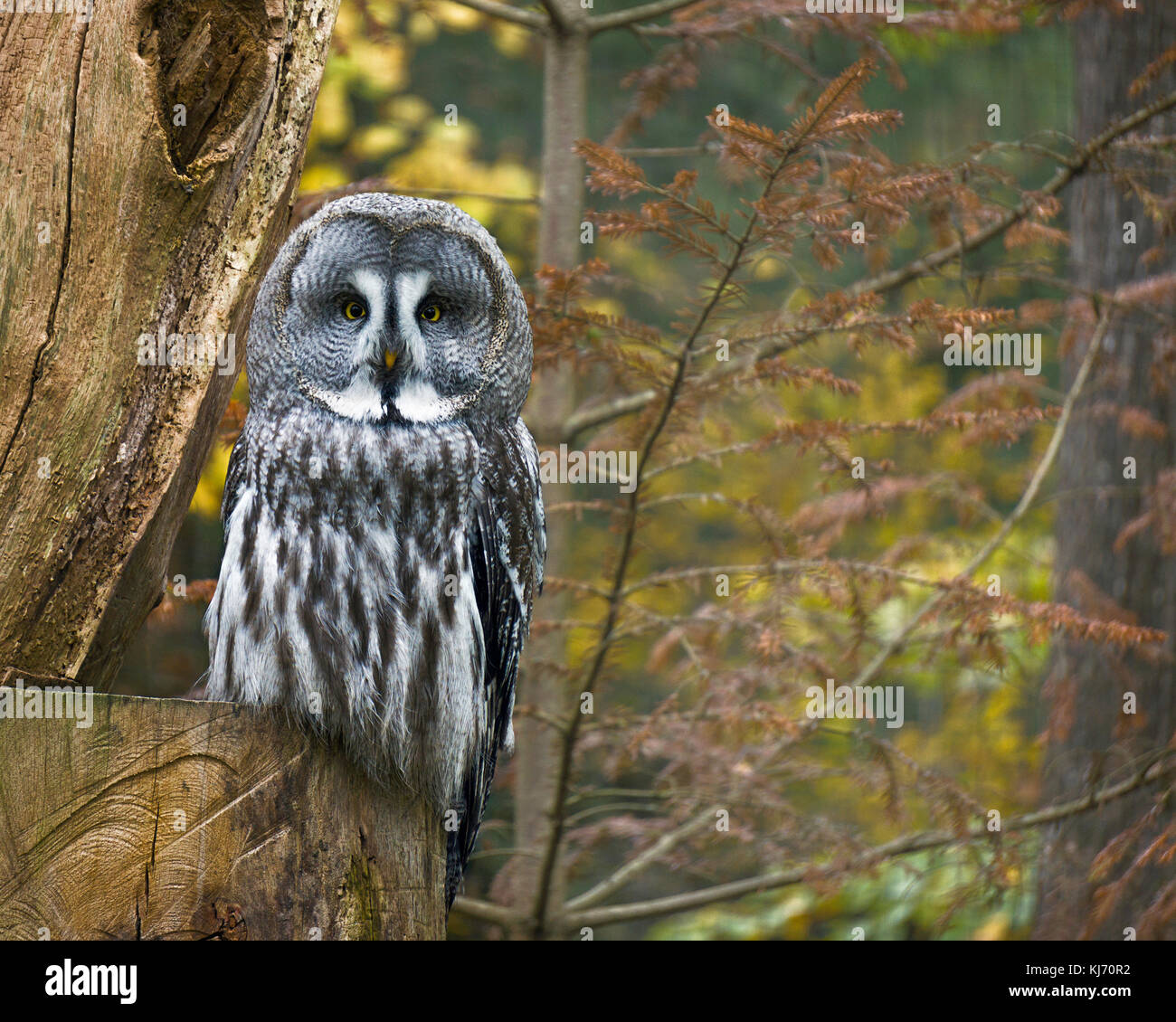 Ritratto di un grande gufo grigio nei boschi, Strix Nebulosa, Rodi, Francia. Foto Stock