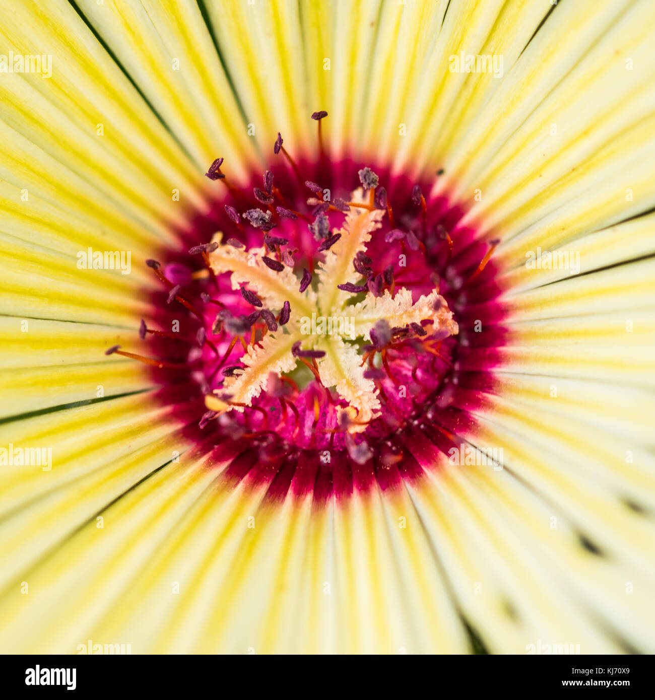 Una ripresa macro di un singolo livingstone daisy. Foto Stock