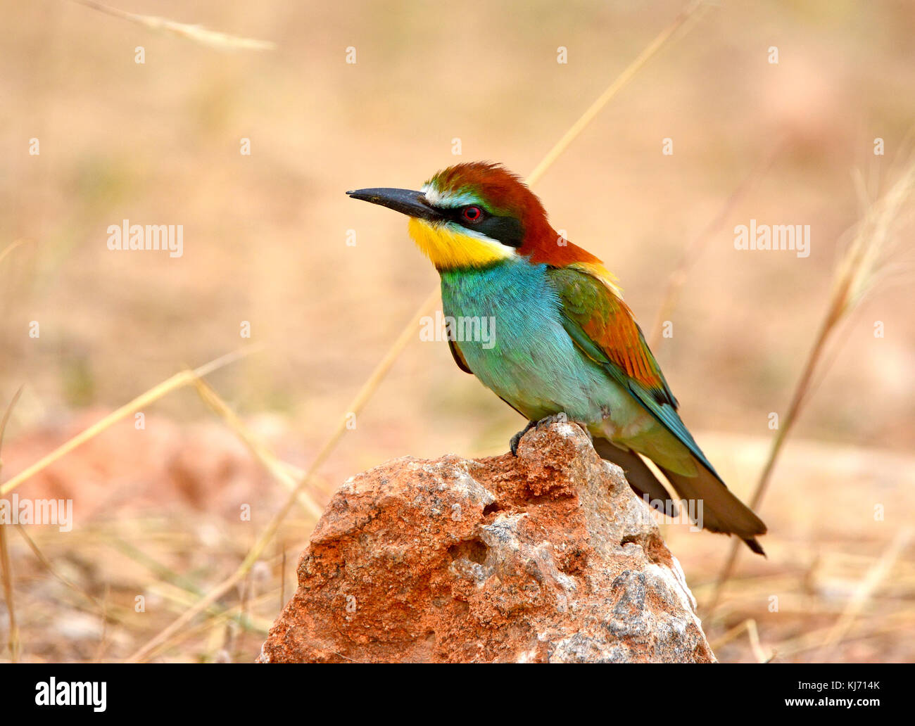 Unione i gruccioni (Merops apiaster) seduto su una roccia Foto Stock
