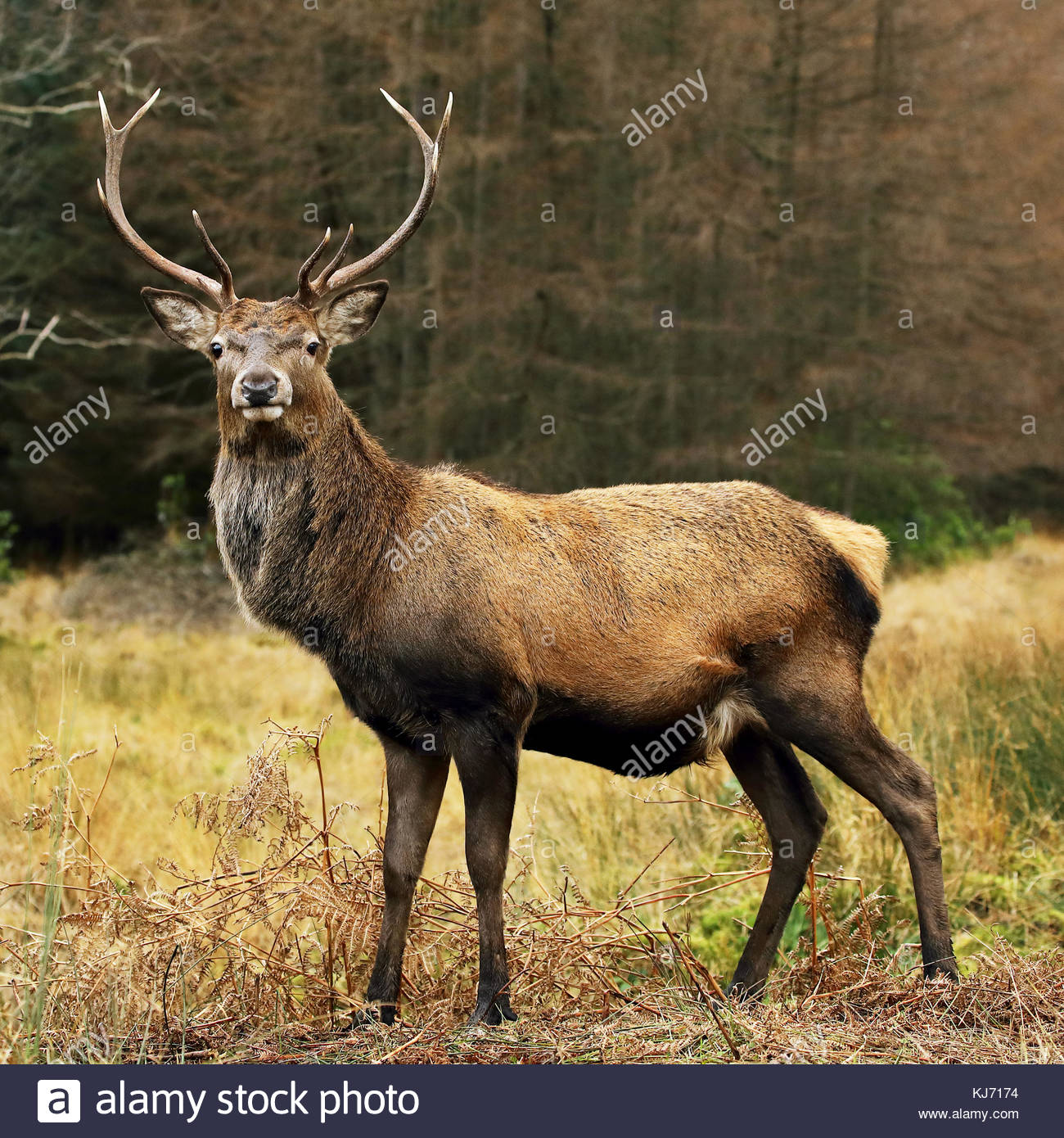 Scottish Red Deer Cervo a Glencoe. Foto Stock