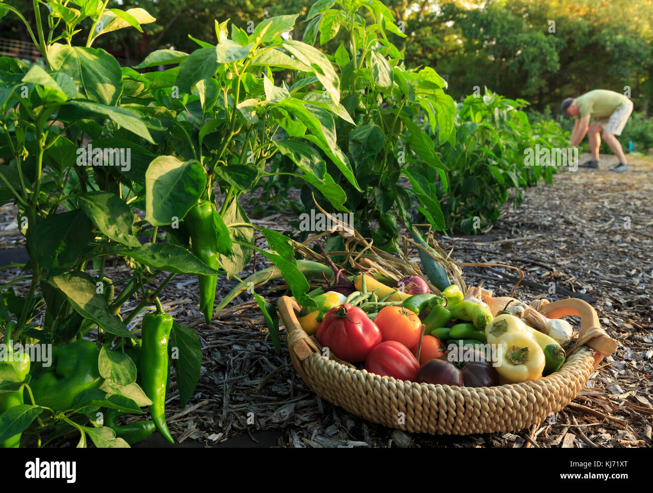 Orto Biologico di fattoria in tavola al ristorante Locanda con il giardiniere, Cedar Crest Lodge, Pleasanton, Kansas, STATI UNITI D'AMERICA Foto Stock